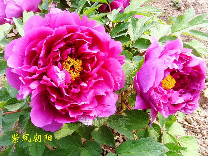紫鳳朝陽(yáng)